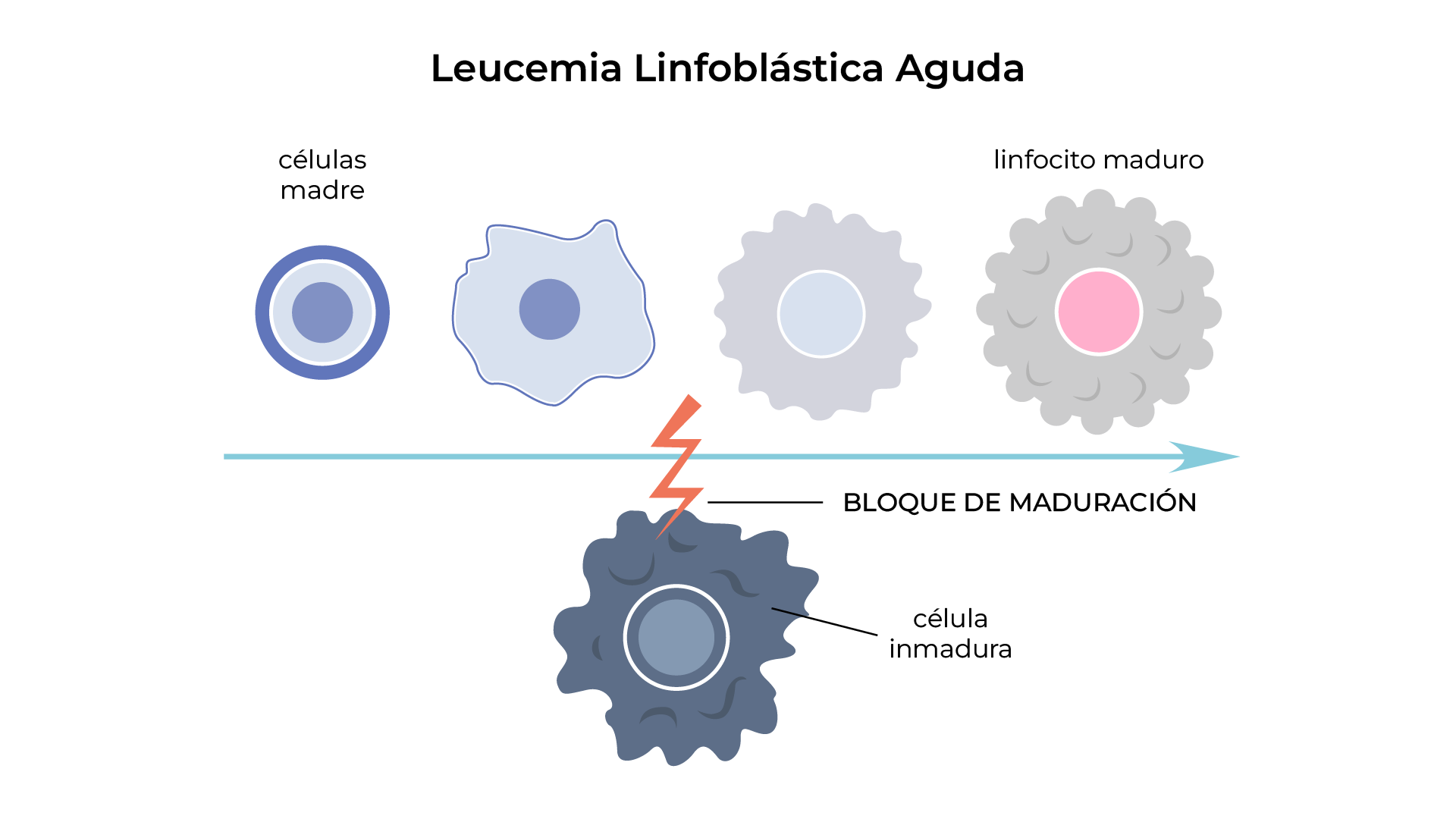 Comparación de conteo normal vs. anemia