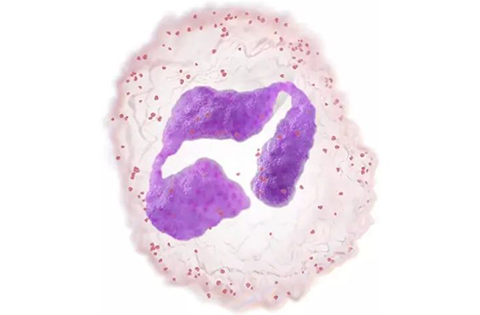 Trastornos de leucocitos